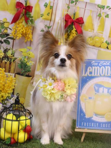 20240421ボタンちゃん